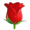 :rose